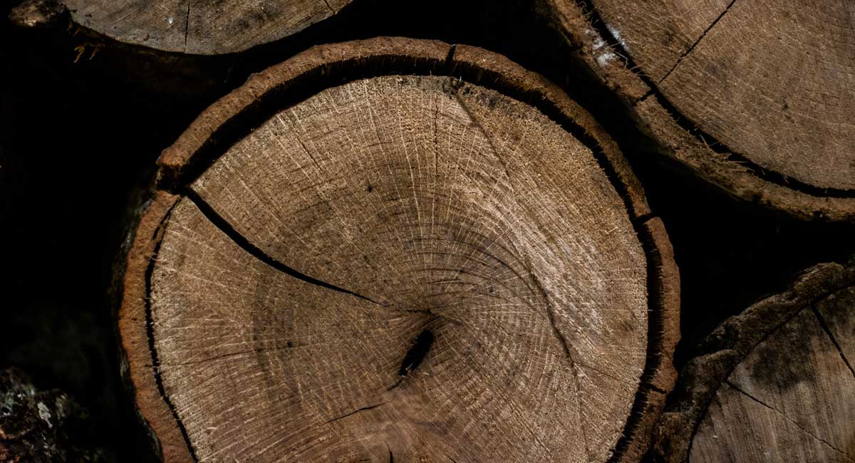 Complete Guide on How to Dry Wood Woodturning Tips